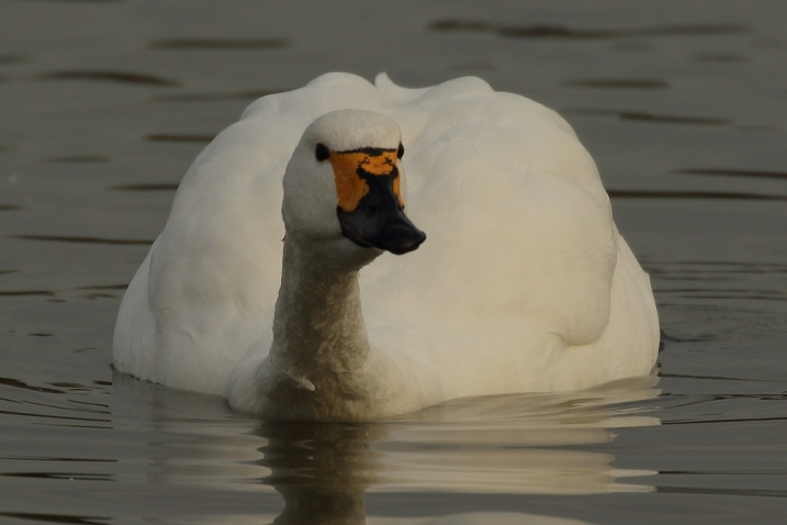 Bewick's swan in water